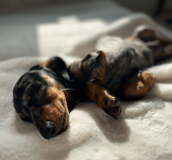 Dachsi