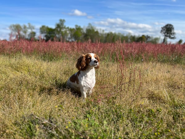 Cassi