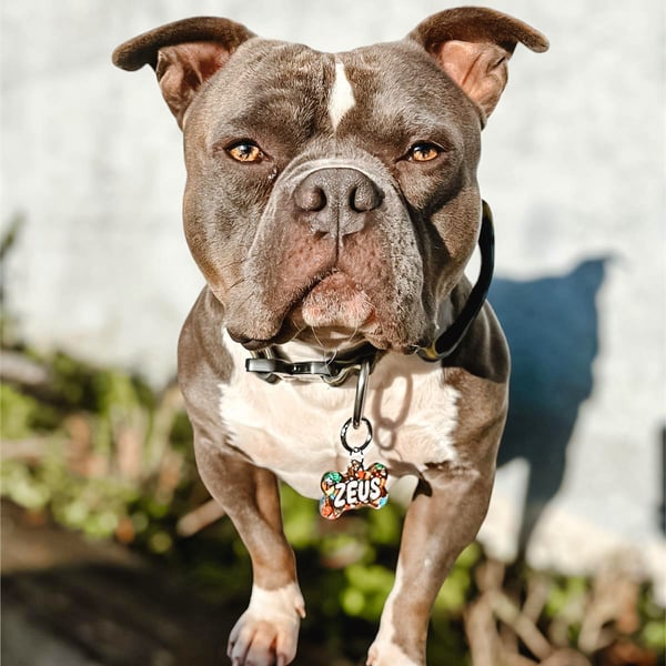 Zeus
