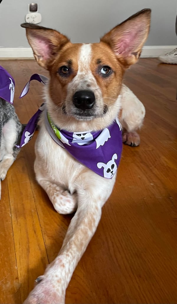 Nova