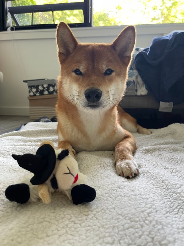Kona