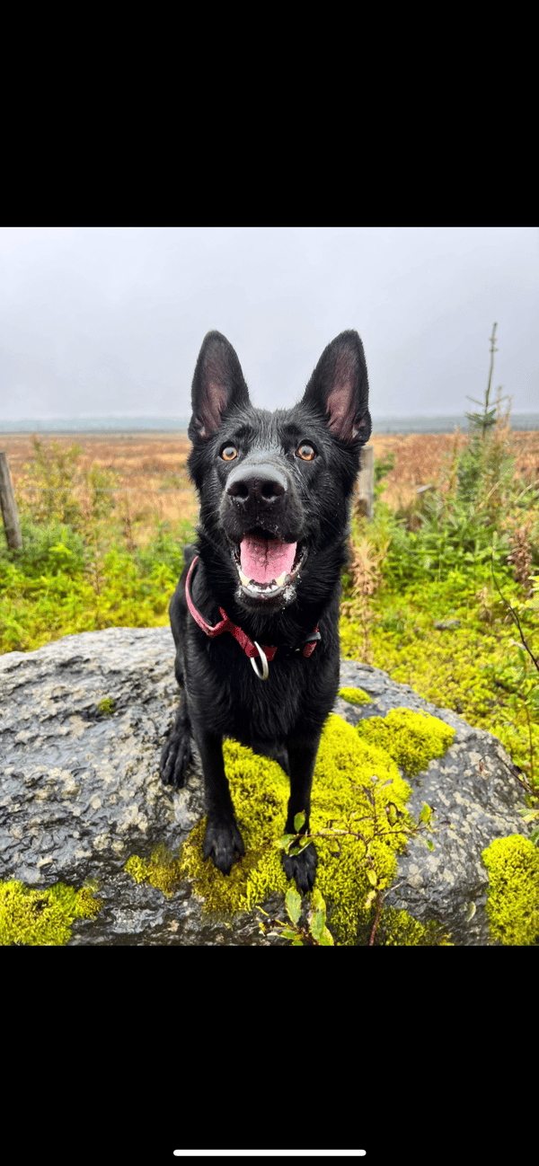 Bonnie