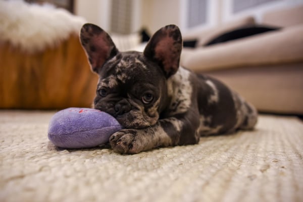 Winnie