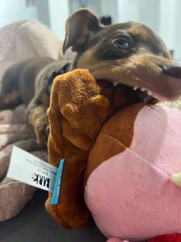 Canelo