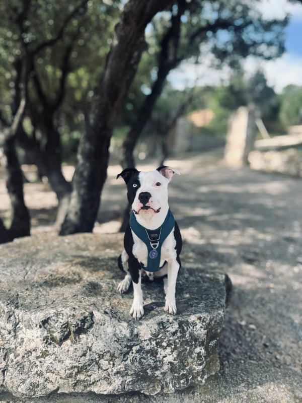 Zeus