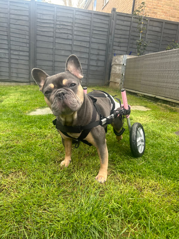 Frankie