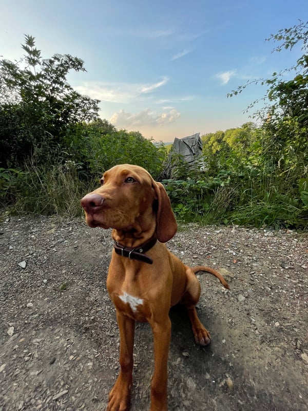 Cooper