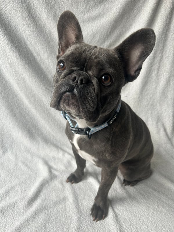 Roxie