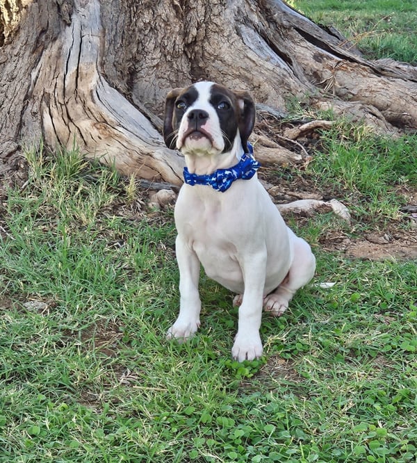 Cooper