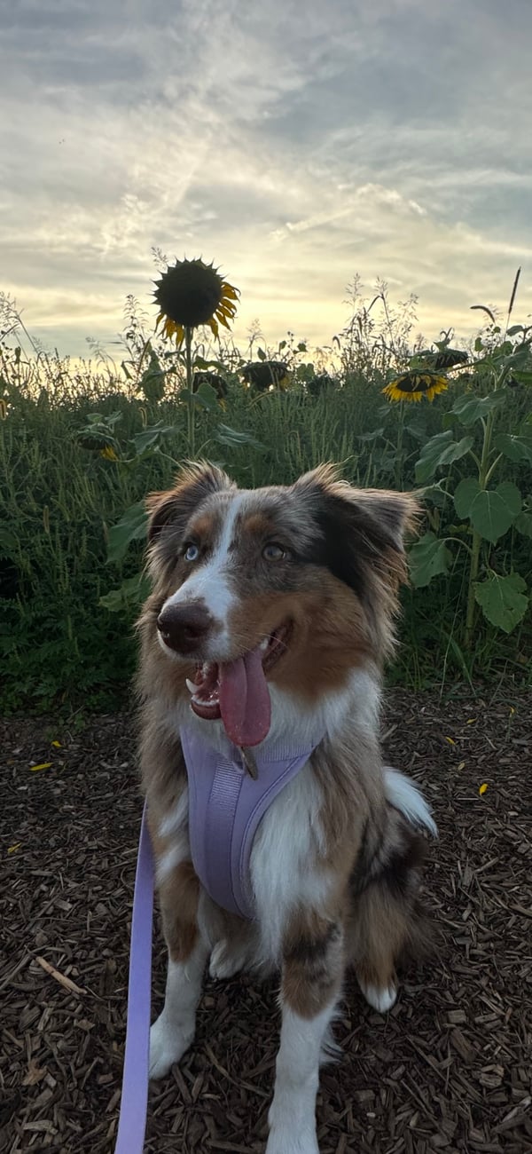 Remi