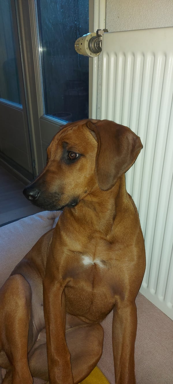 Maska