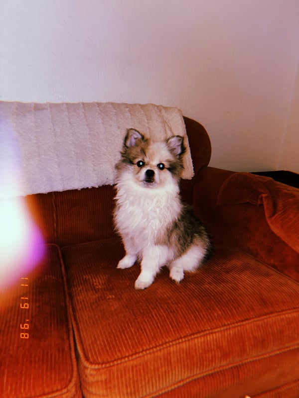 Snuffles