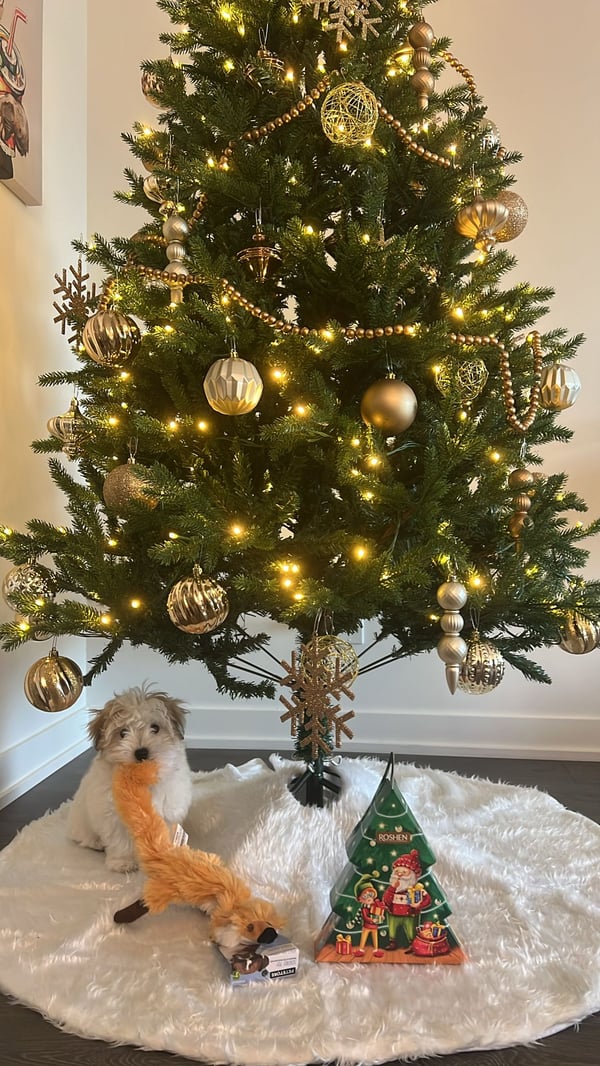 Gigi