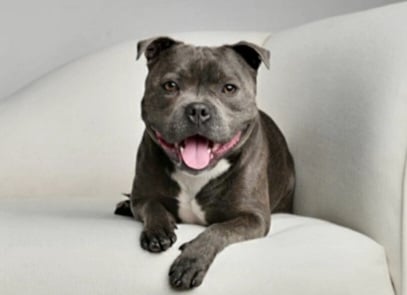 Harvey