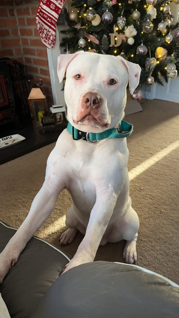 Roscoe