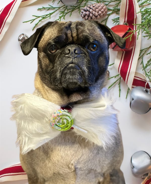 Harold the pug