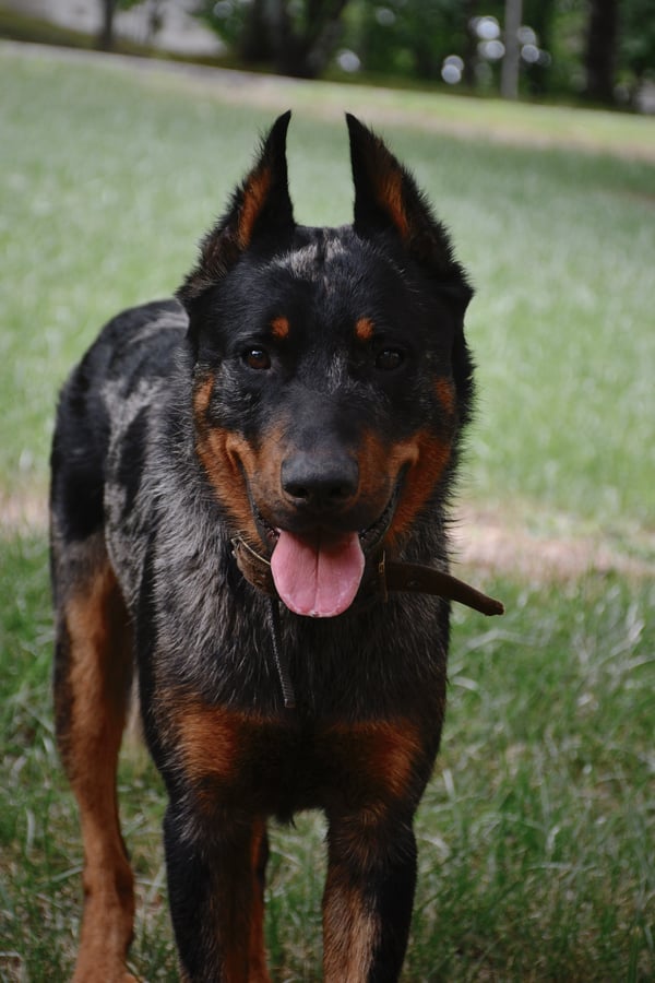 Blu Boy