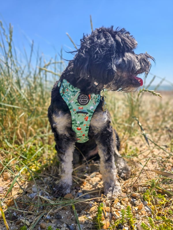 Rufus
