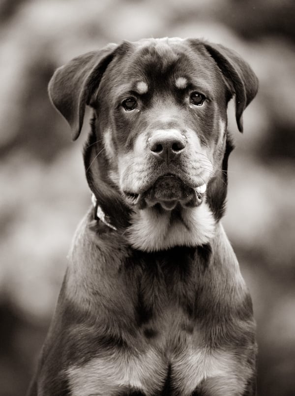 Luther