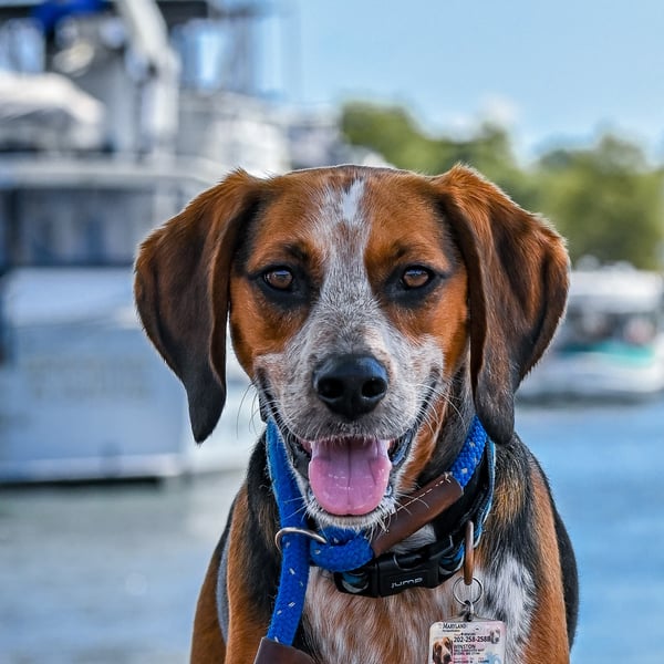 Winston