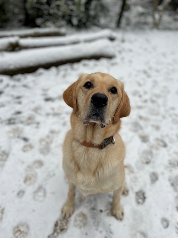 Archie