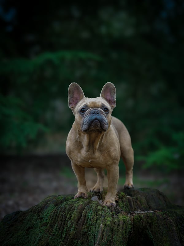 Rocco