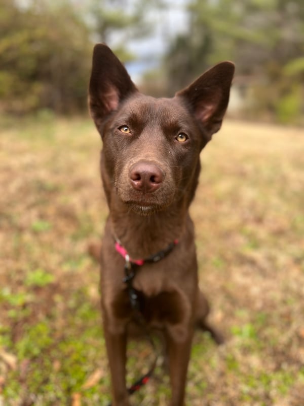 Tango