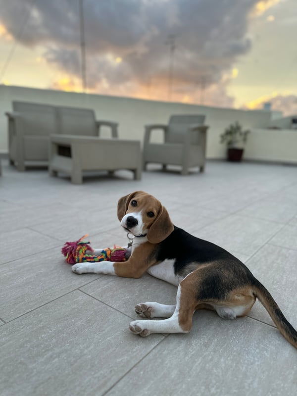 Bruno