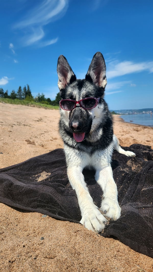 Lily the Shep