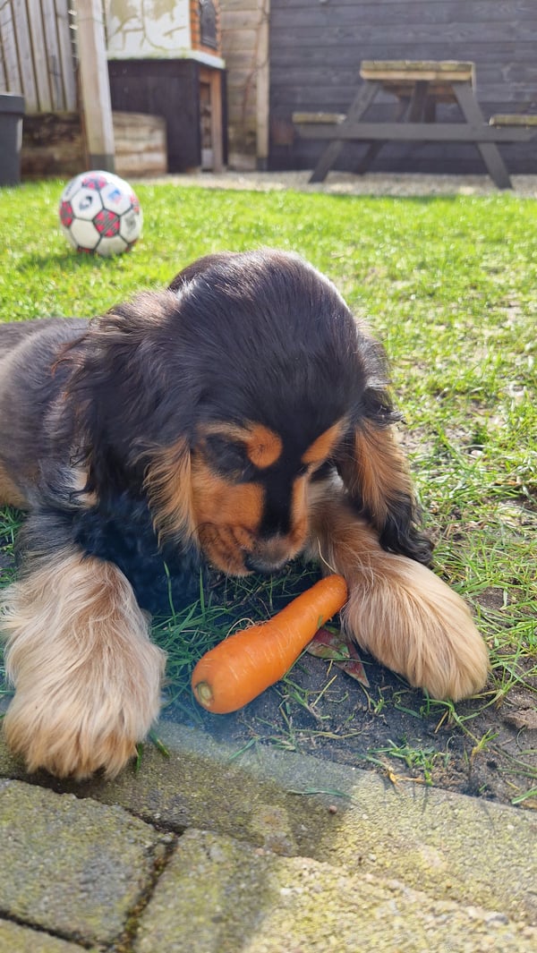 Gino