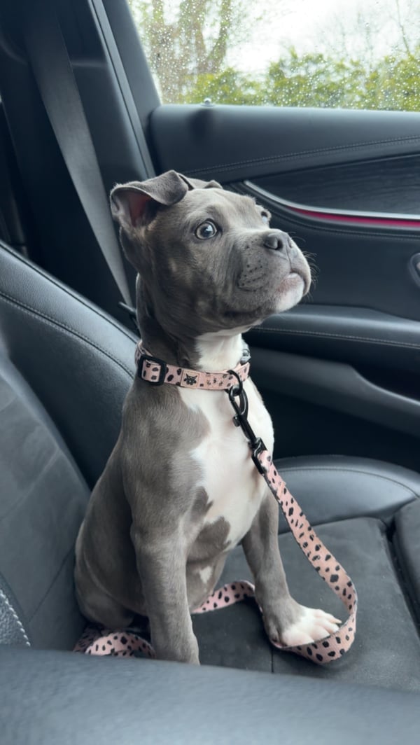Luna