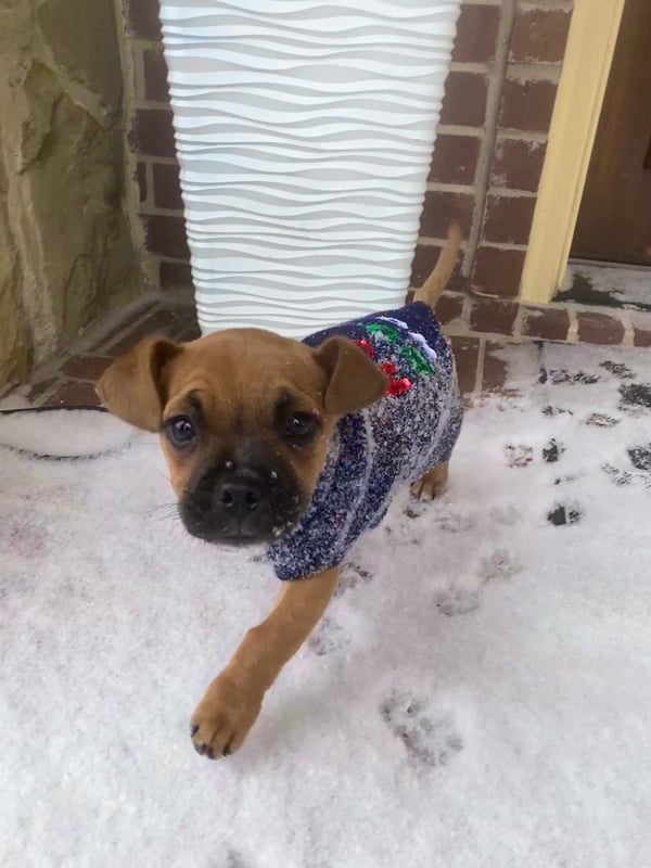 Canelo
