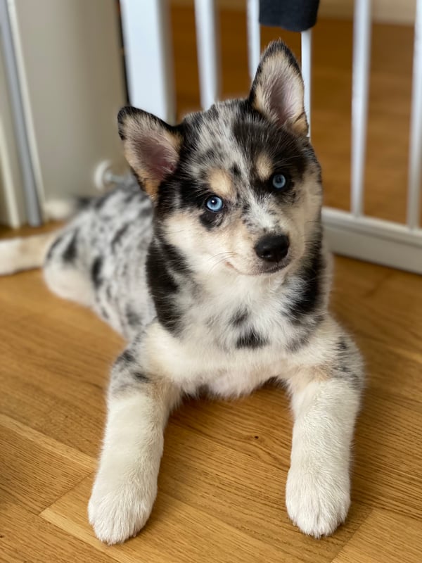 Nala