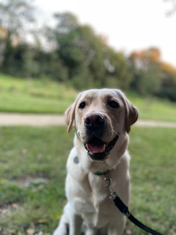Alf
