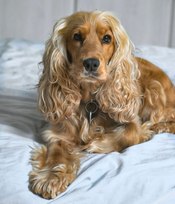 Lola