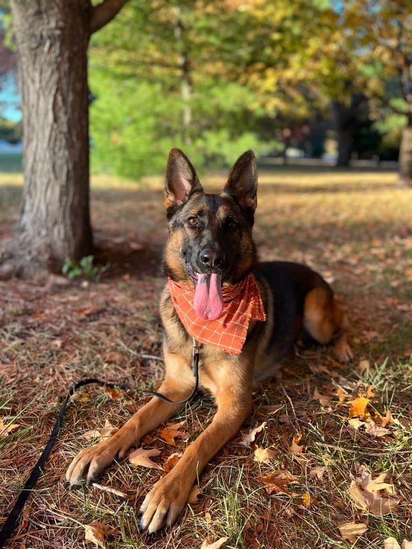 Ziva