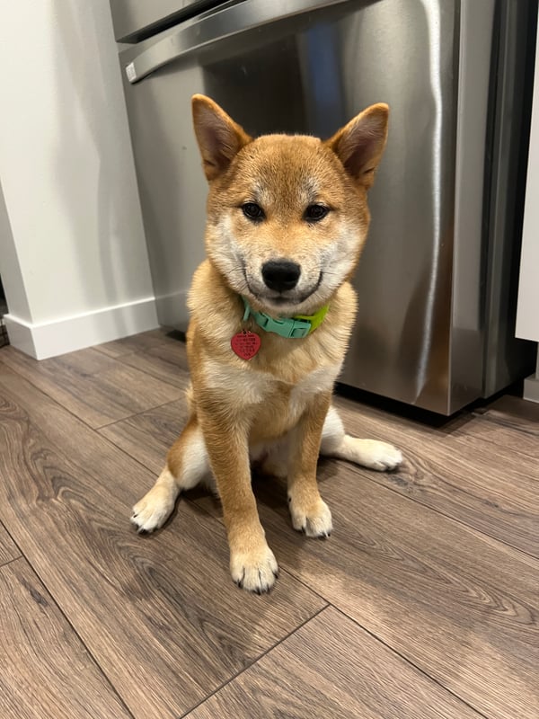 Kuma