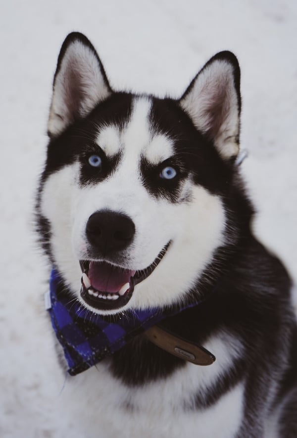 Leo