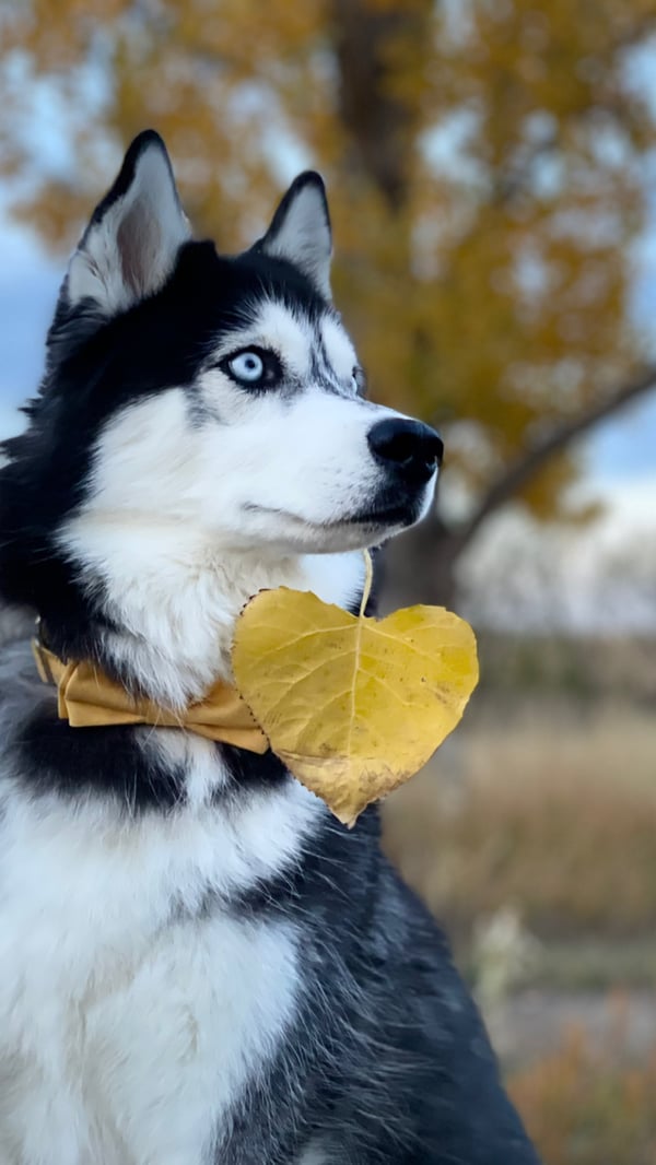 Haiku