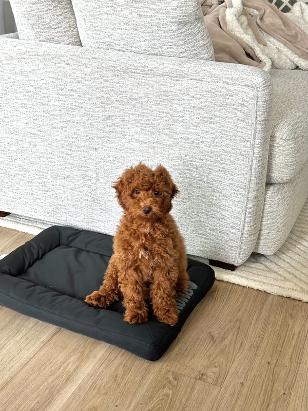 Canelo