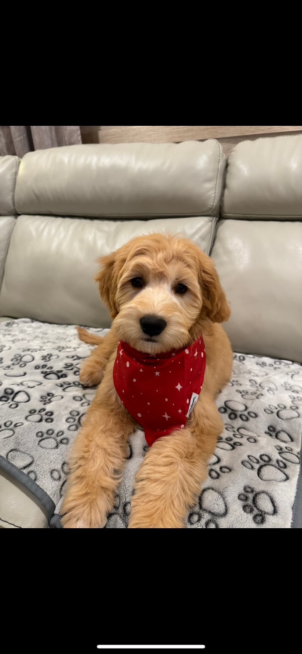 Leo