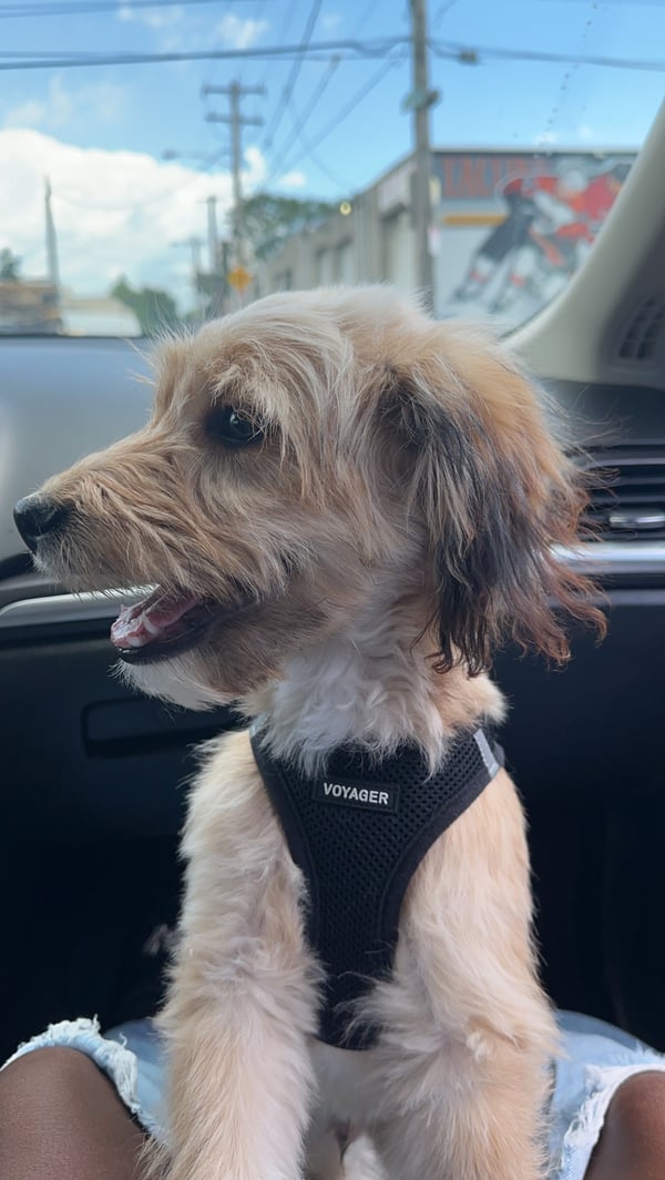 Max