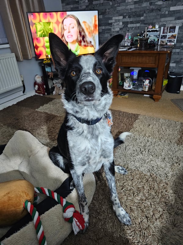 Jack