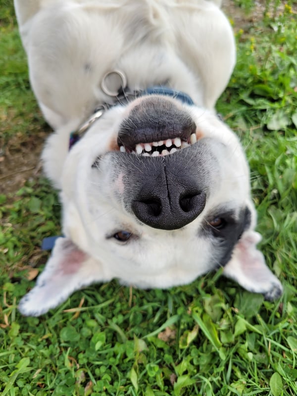 Hemi