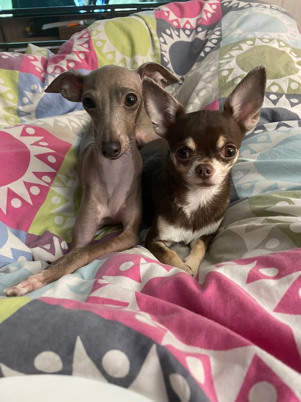 Jasmine and Rose