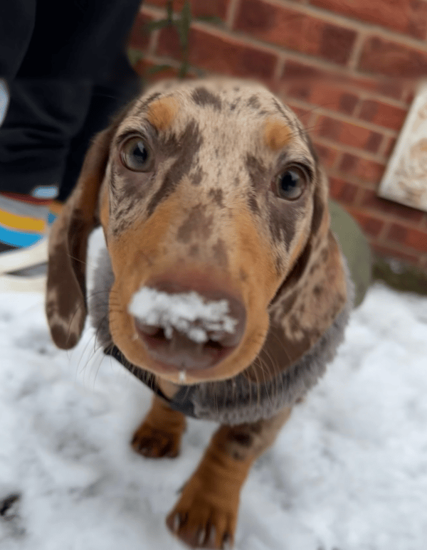Ernie