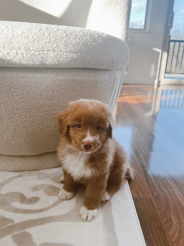 Remi