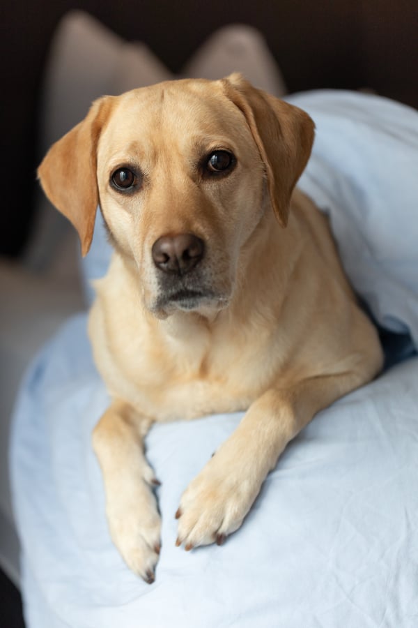 Chloe