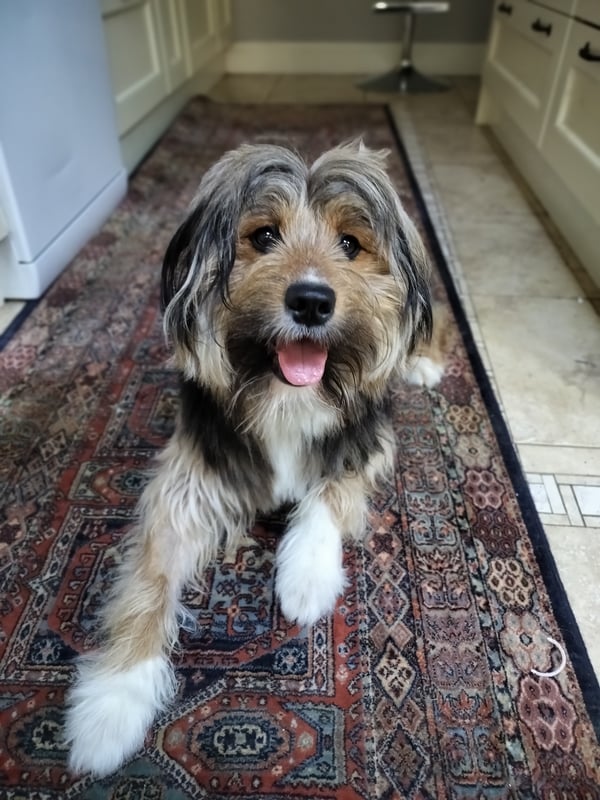 Bilbo