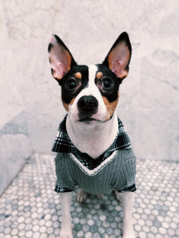 Koda